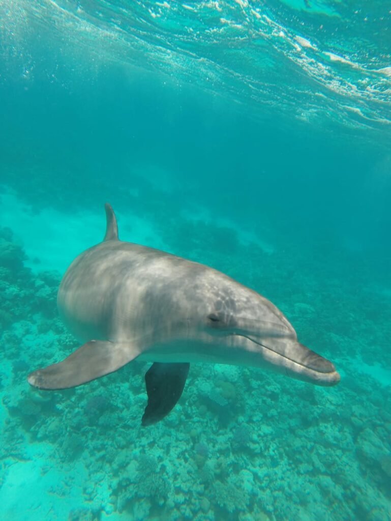 Dolphin House Eco Adventure